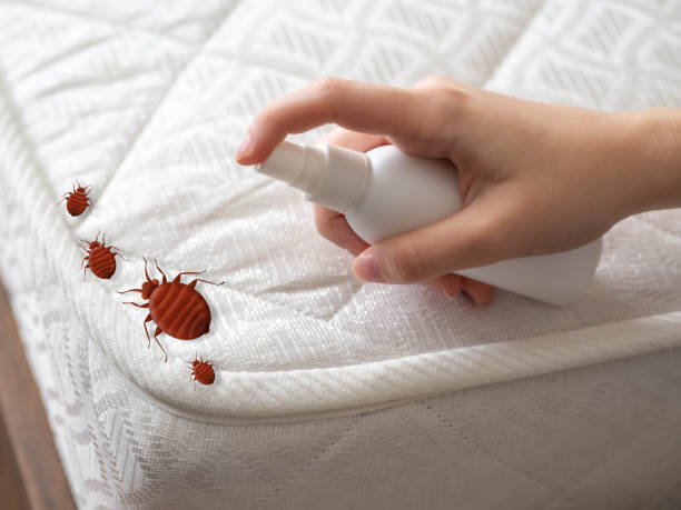 Best Wasp Removal Services  in Vista Center, NJ