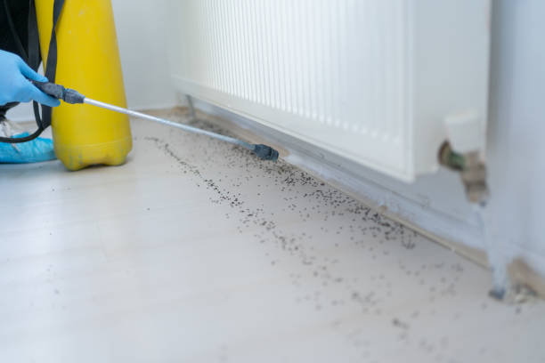 Insect Control in Vista Center, NJ