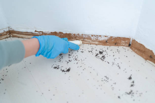Best Pest Control Near Me  in Vista Center, NJ